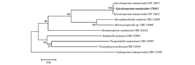 https://www.kjmycology.or.kr/images/kjom/images/N0320460204_image/Figure_kjom_46_02_04_F2.jpg