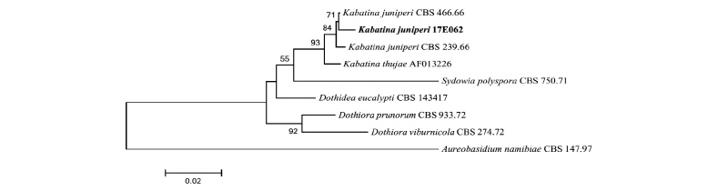 https://www.kjmycology.or.kr/images/kjom/images/N0320460204_image/Figure_kjom_46_02_04_F3.jpg