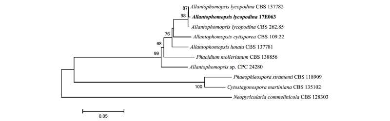 https://www.kjmycology.or.kr/images/kjom/images/N0320460204_image/Figure_kjom_46_02_04_F4.jpg