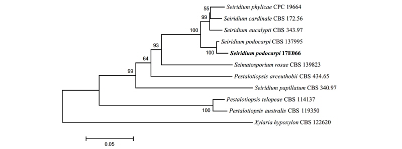 https://www.kjmycology.or.kr/images/kjom/images/N0320460204_image/Figure_kjom_46_02_04_F5.jpg