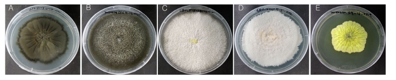 https://www.kjmycology.or.kr/images/kjom/images/N0320460205_image/Figure_kjom_46_02_05_F2.jpg