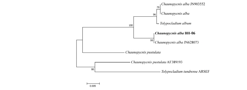 https://www.kjmycology.or.kr/images/kjom/images/N0320460206_image/Figure_kjom_46_02_06_F2.jpg