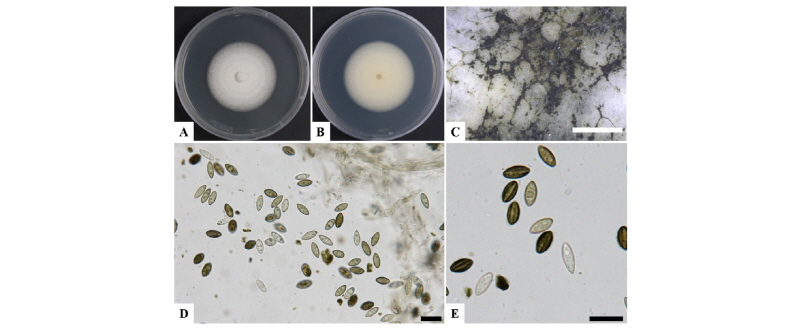 https://www.kjmycology.or.kr/images/kjom/images/N0320460206_image/Figure_kjom_46_02_06_F3.jpg