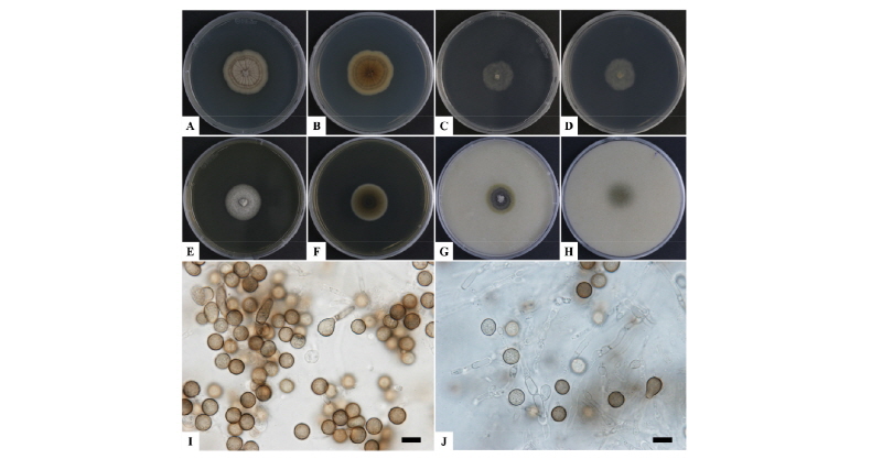 https://www.kjmycology.or.kr/images/kjom/images/N0320460206_image/Figure_kjom_46_02_06_F5.jpg
