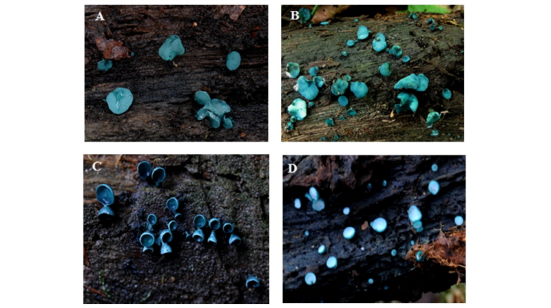 https://www.kjmycology.or.kr/images/kjom/images/N0320460207_image/Figure_kjom_46_02_07_F1.jpg