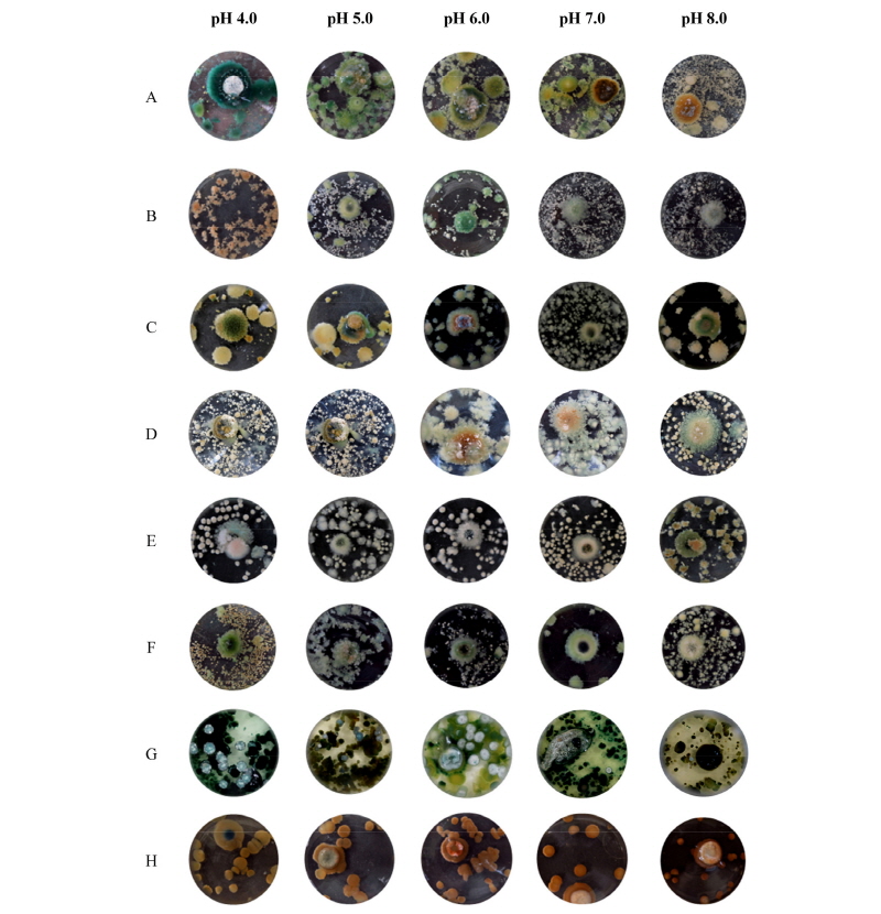 https://www.kjmycology.or.kr/images/kjom/images/N0320460207_image/Figure_kjom_46_02_07_F4.jpg