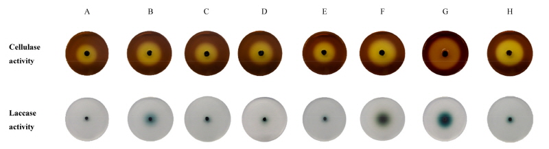 https://www.kjmycology.or.kr/images/kjom/images/N0320460207_image/Figure_kjom_46_02_07_F5.jpg