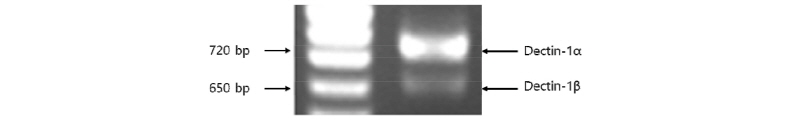 https://www.kjmycology.or.kr/images/kjom/images/N0320460208_image/Figure_kjom_46_02_08_F1.jpg