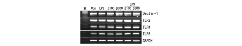 https://www.kjmycology.or.kr/images/kjom/images/N0320460208_image/Figure_kjom_46_02_08_F2.jpg