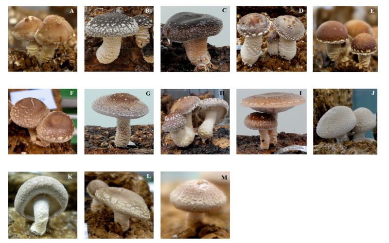 https://www.kjmycology.or.kr/images/kjom/images/N0320460209_image/Figure_kjom_46_02_09_F3.jpg