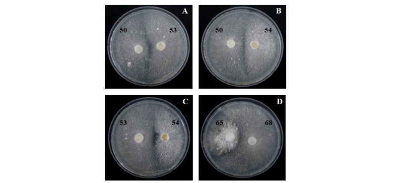 https://www.kjmycology.or.kr/images/kjom/images/N0320460209_image/Figure_kjom_46_02_09_F4.jpg