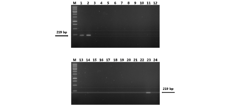 https://www.kjmycology.or.kr/images/kjom/images/N0320460210_image/Figure_kjom_46_02_10_F1.jpg