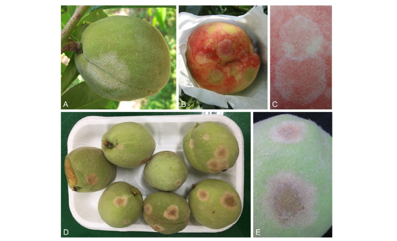 https://www.kjmycology.or.kr/images/kjom/images/N0320460211_image/Figure_kjom_46_02_11_F1.jpg