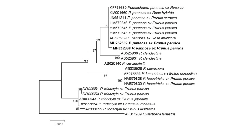 https://www.kjmycology.or.kr/images/kjom/images/N0320460211_image/Figure_kjom_46_02_11_F3.jpg