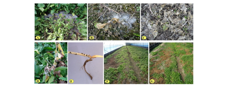 https://www.kjmycology.or.kr/images/kjom/images/N0320460212_image/Figure_kjom_46_02_12_F1.jpg