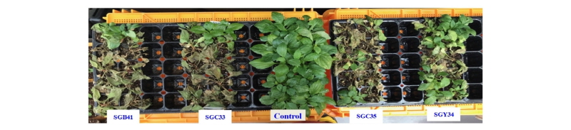 https://www.kjmycology.or.kr/images/kjom/images/N0320460212_image/Figure_kjom_46_02_12_F4.jpg