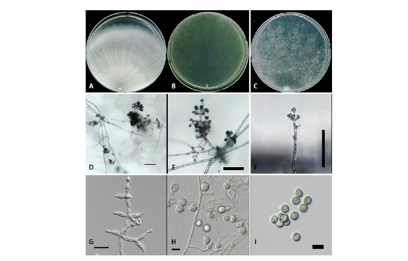 https://www.kjmycology.or.kr/images/kjom/images/N0320460302_image/Figure_kjom_46_03_02_F4.jpg