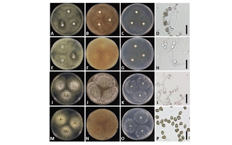 https://www.kjmycology.or.kr/images/kjom/images/N0320460302_image/Figure_kjom_46_03_02_F5.jpg