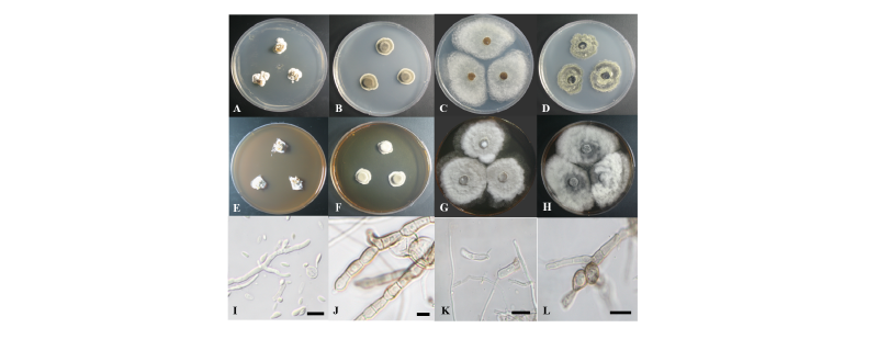 https://www.kjmycology.or.kr/images/kjom/images/N0320460305_image/Figure_kjom_46_03_05_F1.jpg