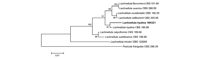 https://www.kjmycology.or.kr/images/kjom/images/N0320460305_image/Figure_kjom_46_03_05_F2.jpg