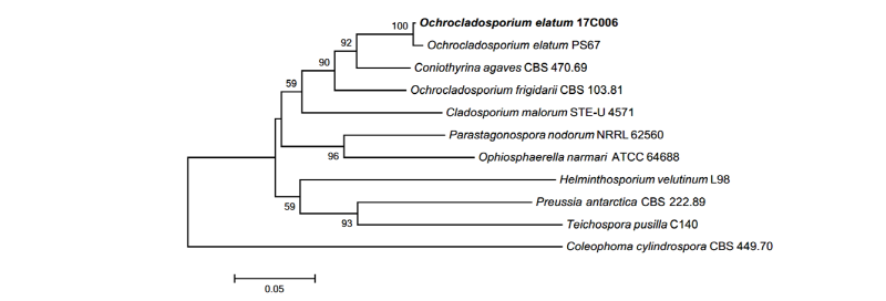 https://www.kjmycology.or.kr/images/kjom/images/N0320460305_image/Figure_kjom_46_03_05_F3.jpg