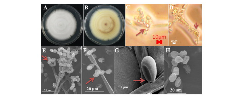 https://www.kjmycology.or.kr/images/kjom/images/N0320460306_image/Figure_kjom_46_03_06_F1.jpg