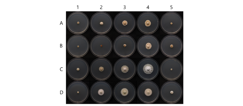 https://www.kjmycology.or.kr/images/kjom/images/N0320460308_image/Figure_kjom_46_03_08_F2.jpg