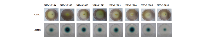 https://www.kjmycology.or.kr/images/kjom/images/N0320460309_image/Figure_kjom_46_03_09_F6.jpg