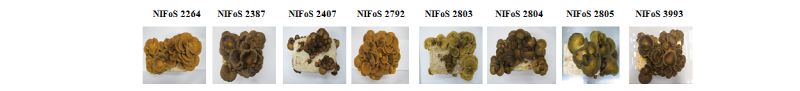 https://www.kjmycology.or.kr/images/kjom/images/N0320460309_image/Figure_kjom_46_03_09_F7.jpg