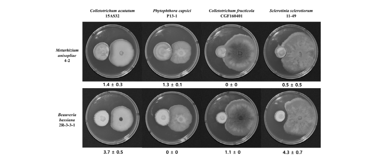 https://www.kjmycology.or.kr/images/kjom/images/N0320460314_image/Figure_kjom_46_03_14_F3.jpg