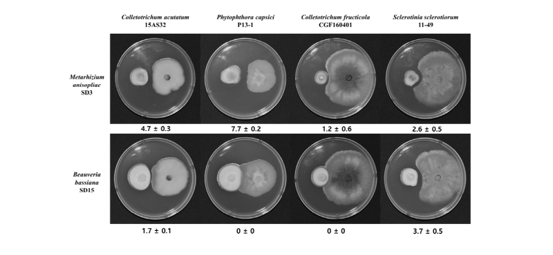 https://www.kjmycology.or.kr/images/kjom/images/N0320460314_image/Figure_kjom_46_03_14_F4.jpg
