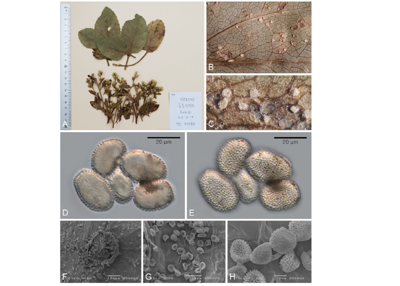 https://www.kjmycology.or.kr/images/kjom/images/N0320460316_image/Figure_kjom_46_03_16_F1.jpg