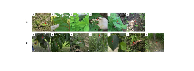https://www.kjmycology.or.kr/images/kjom/images/N0320460401_image/Figure_kjom_46_04_01_F1.jpg
