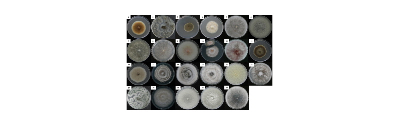 https://www.kjmycology.or.kr/images/kjom/images/N0320460401_image/Figure_kjom_46_04_01_F2.jpg
