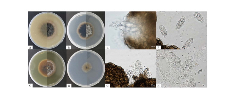 https://www.kjmycology.or.kr/images/kjom/images/N0320460402_image/Figure_kjom_46_04_02_F1.jpg