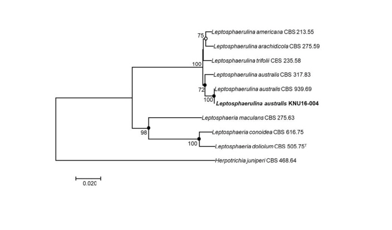 https://www.kjmycology.or.kr/images/kjom/images/N0320460402_image/Figure_kjom_46_04_02_F2.jpg