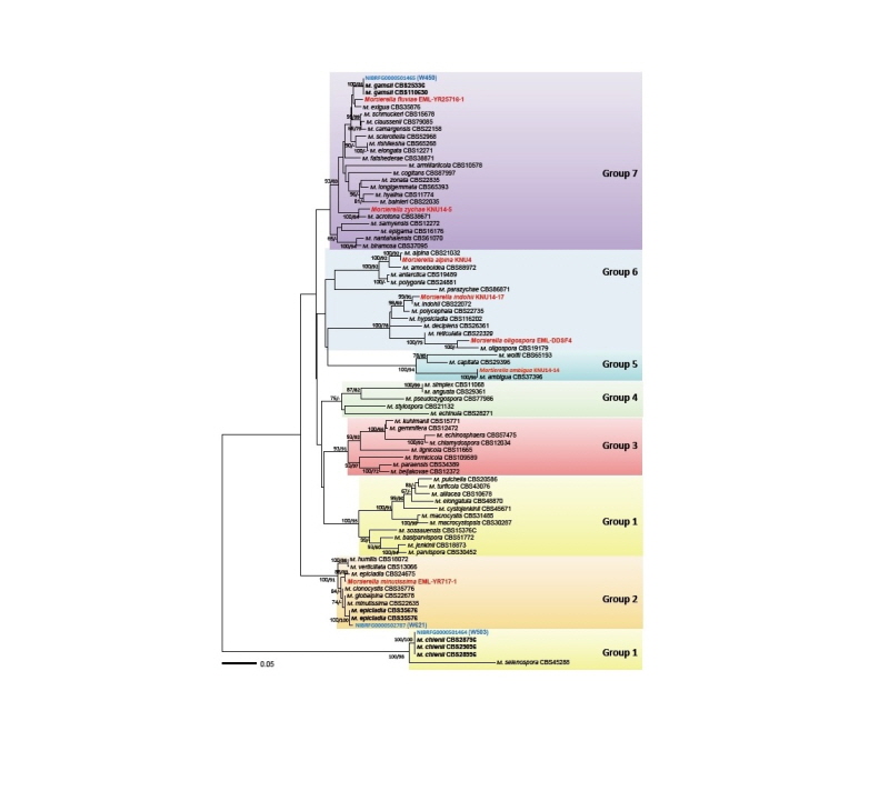 https://www.kjmycology.or.kr/images/kjom/images/N0320460403_image/Figure_kjom_46_04_03_F1.jpg