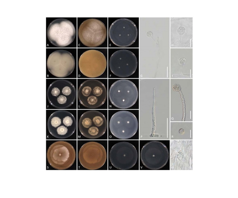 https://www.kjmycology.or.kr/images/kjom/images/N0320460403_image/Figure_kjom_46_04_03_F2.jpg