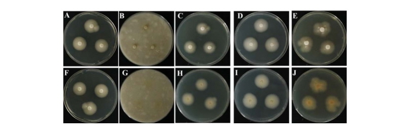 https://www.kjmycology.or.kr/images/kjom/images/N0320460404_image/Figure_kjom_46_04_04_F1.jpg