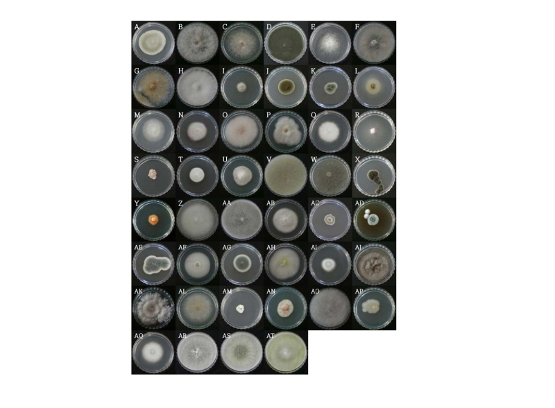 https://www.kjmycology.or.kr/images/kjom/images/N0320460405_image/Figure_kjom_46_04_05_F1.jpg
