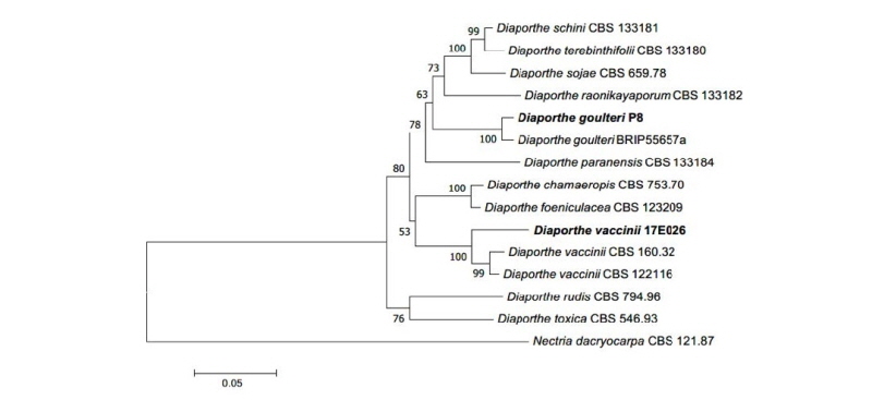 https://www.kjmycology.or.kr/images/kjom/images/N0320460406_image/Figure_kjom_46_04_06_F2.jpg