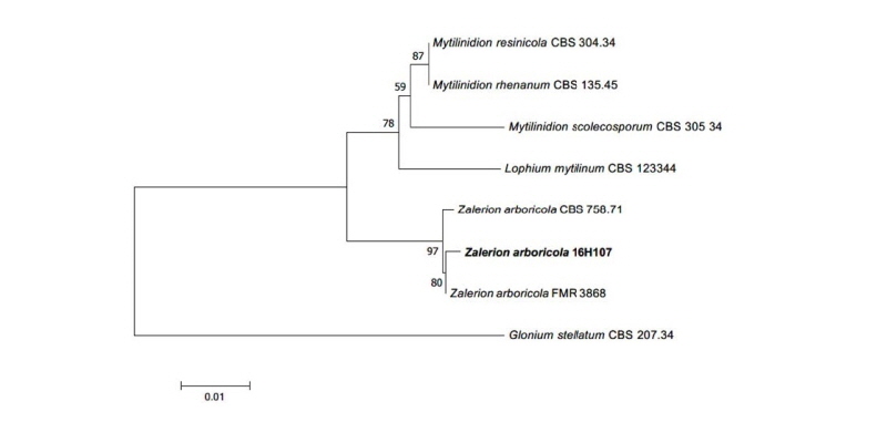 https://www.kjmycology.or.kr/images/kjom/images/N0320460406_image/Figure_kjom_46_04_06_F6.jpg