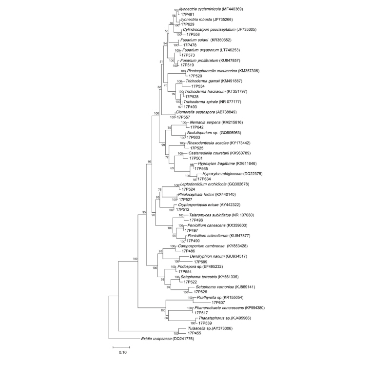 https://www.kjmycology.or.kr/images/kjom/images/N0320460408_image/Figure_kjom_46_04_08_F1.jpg