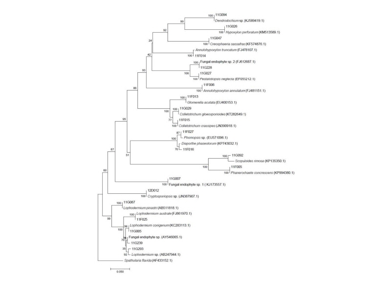 https://www.kjmycology.or.kr/images/kjom/images/N0320460409_image/Figure_kjom_46_04_09_F1.jpg