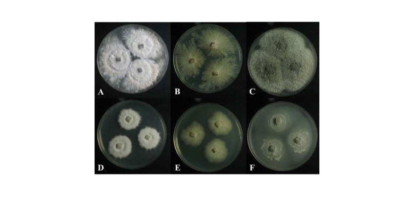 https://www.kjmycology.or.kr/images/kjom/images/N0320460409_image/Figure_kjom_46_04_09_F2.jpg