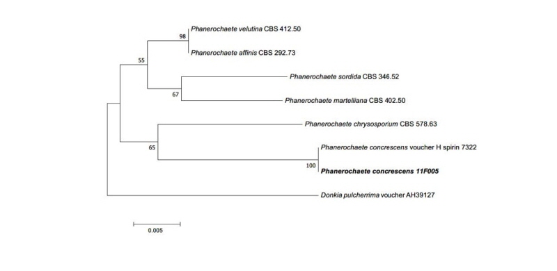 https://www.kjmycology.or.kr/images/kjom/images/N0320460409_image/Figure_kjom_46_04_09_F3.jpg
