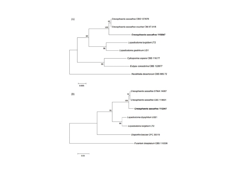 https://www.kjmycology.or.kr/images/kjom/images/N0320460409_image/Figure_kjom_46_04_09_F4.jpg
