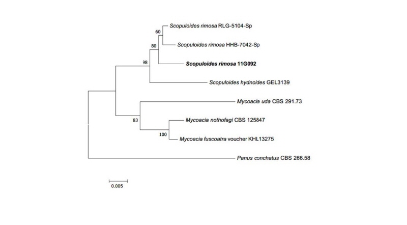 https://www.kjmycology.or.kr/images/kjom/images/N0320460409_image/Figure_kjom_46_04_09_F5.jpg