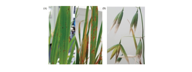 https://www.kjmycology.or.kr/images/kjom/images/N0320460411_image/Figure_kjom_46_04_11_F4.jpg