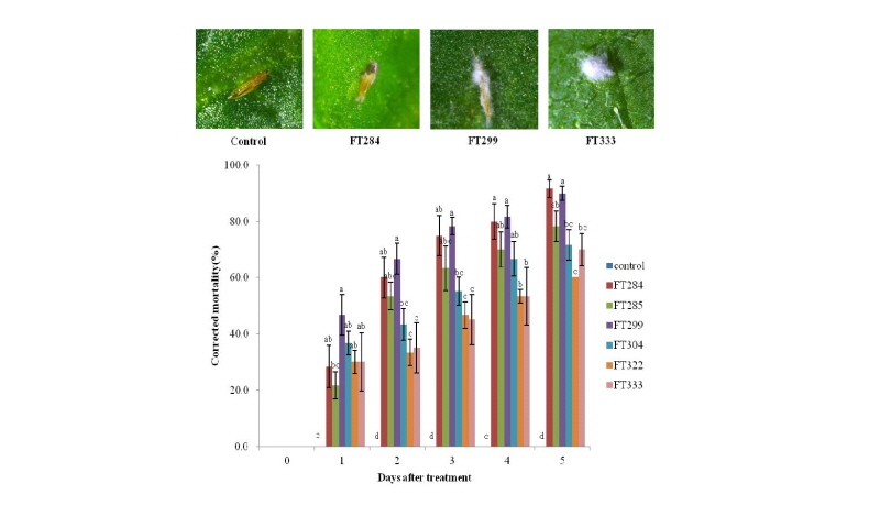 https://www.kjmycology.or.kr/images/kjom/images/N0320460413_image/Figure_kjom_46_04_13_F1.jpg